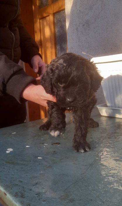 Кокер х Лагото - кученца