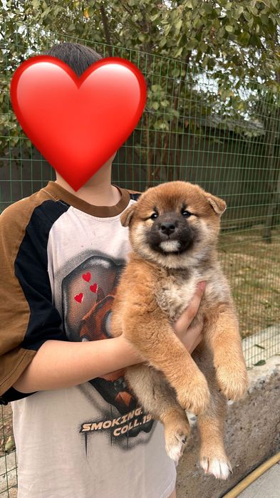 Продается высоко породный  щенок Сиба.