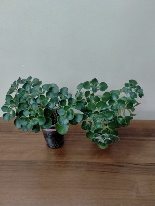 Продам отростки аихризона