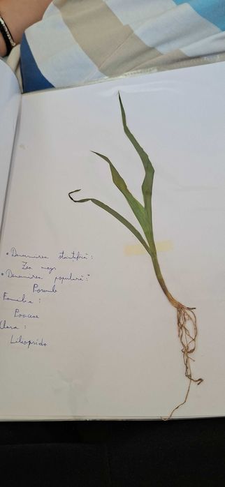Ierbar cu 25 plante
