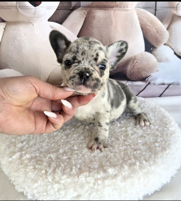 Френски булдог елитна кръвна линия момиче