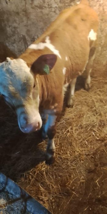 Vacă cu vițel sau separat