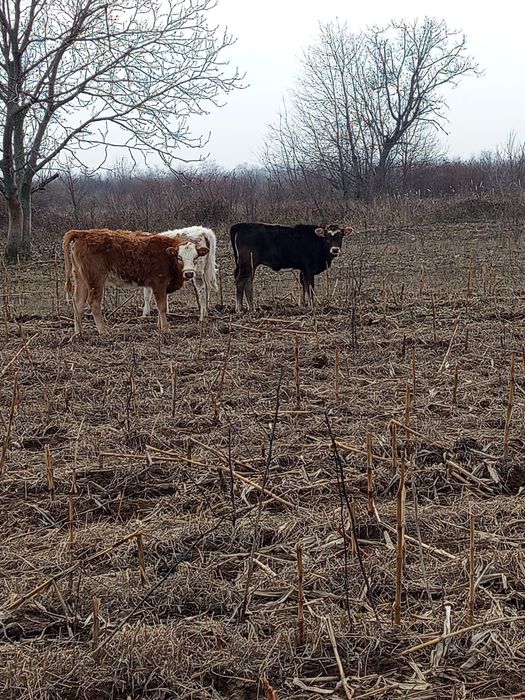 Vând vitei tineri .