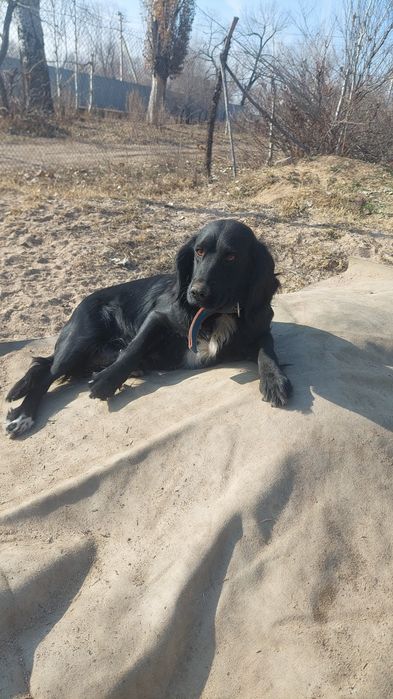 Лабрадор-спаниель