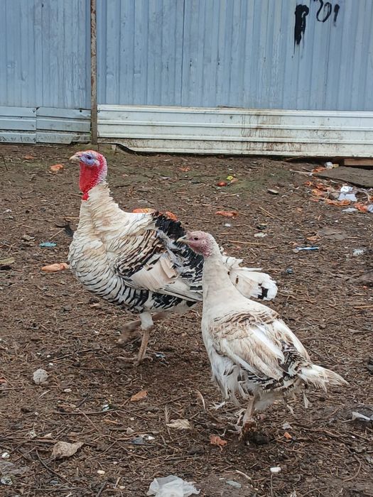 Продам самку и самца индюка