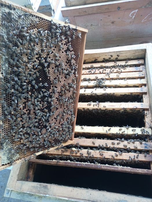 Asalari sotiladi.Асалари сотилади.