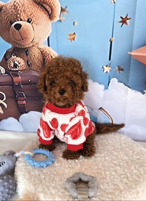 Пудел той с родасловие / Poodle toy