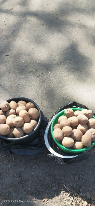 Картофель домашний семенной