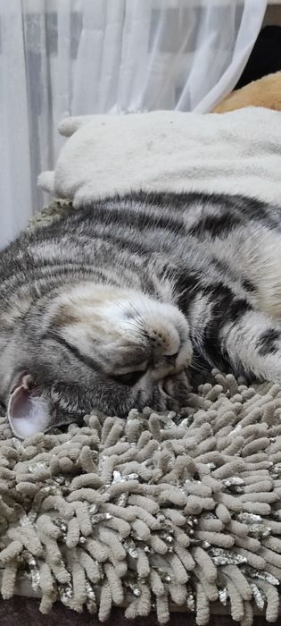 Кошка британка ищет жениха