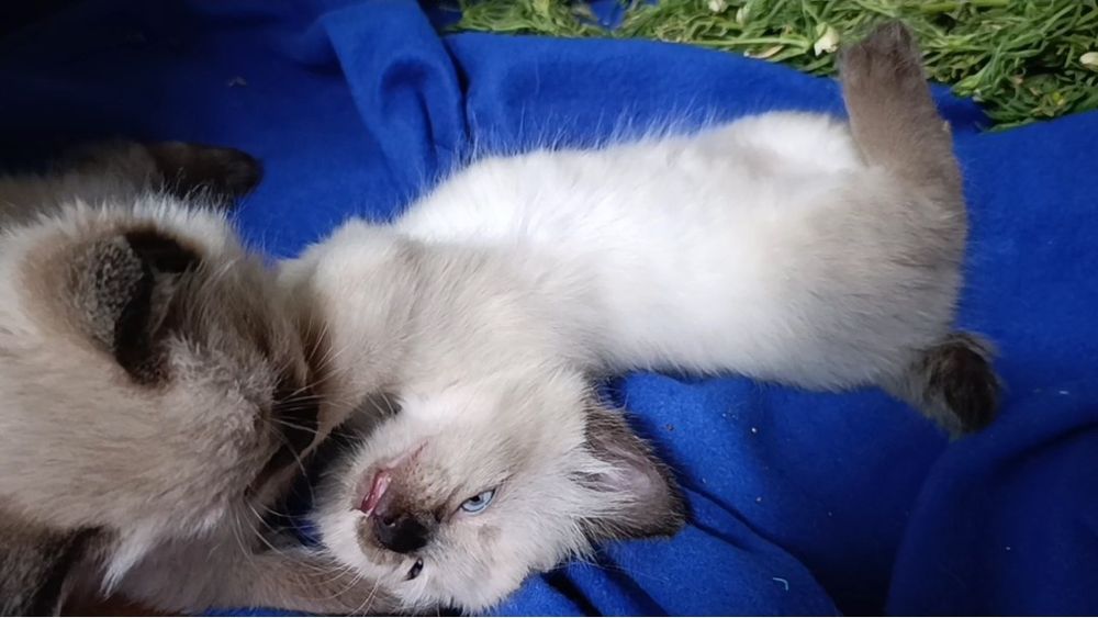 Кошка ищет семью
