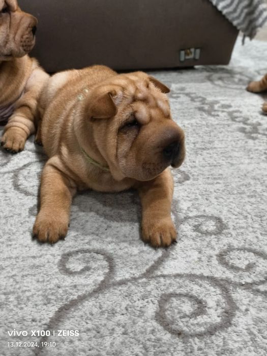 Очаровательные щенки шарпея.