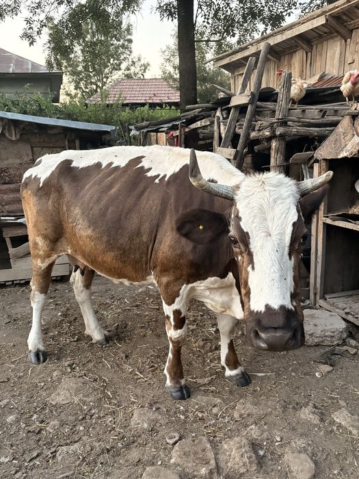 Vand vaca si vitea