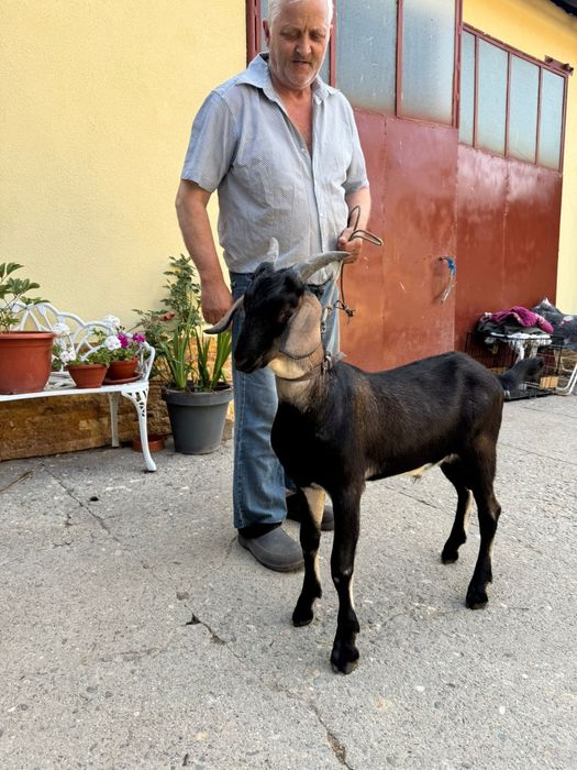 Țap metis anglonubian cu alpină franceză