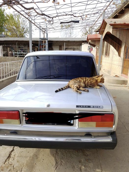 Mushuk bengal biritaniski bolachalari