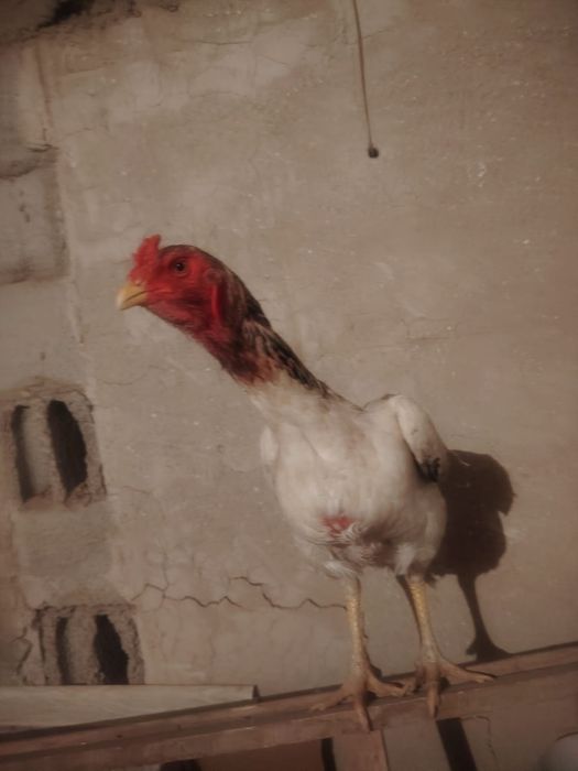 Тауық қораз сатылады