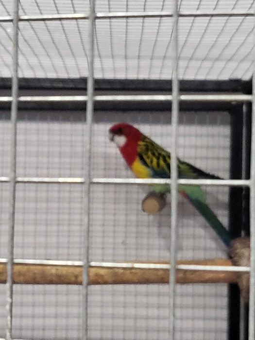 Pui papagali Rosella