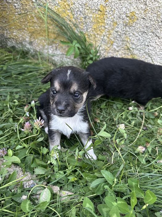 Donez catelusi, 3 in total. Au 5 saptamani , stau pe strada si au nevoie de un stapan