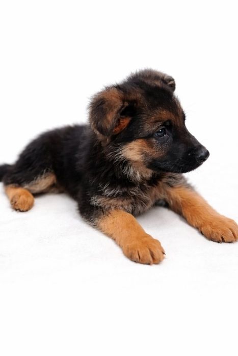 Продават се Немски овчарки