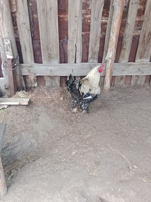 Продам петух хорошие