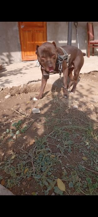 Пидбул сатылады 70000