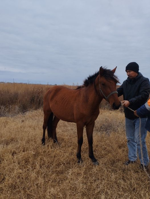 ҚҰНАН 3жасар 2023тін құлындары