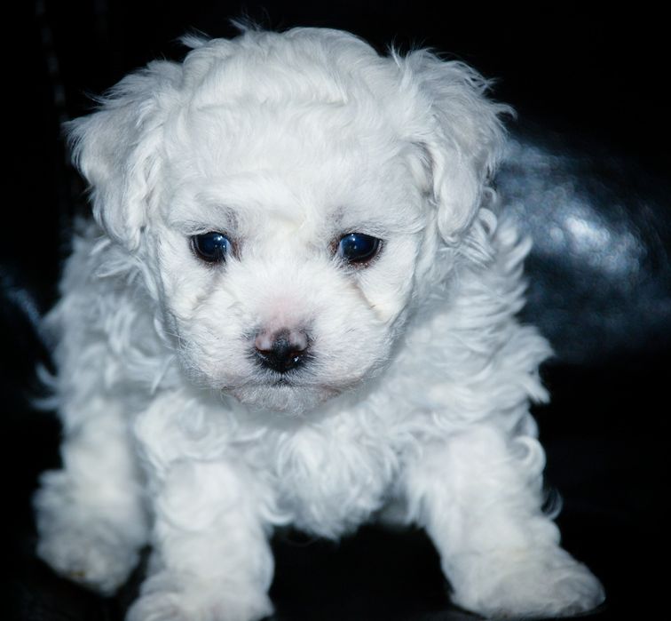 Щенки Бишон Фризе.
