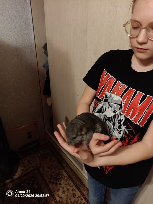 Продам шиншилу  девочку