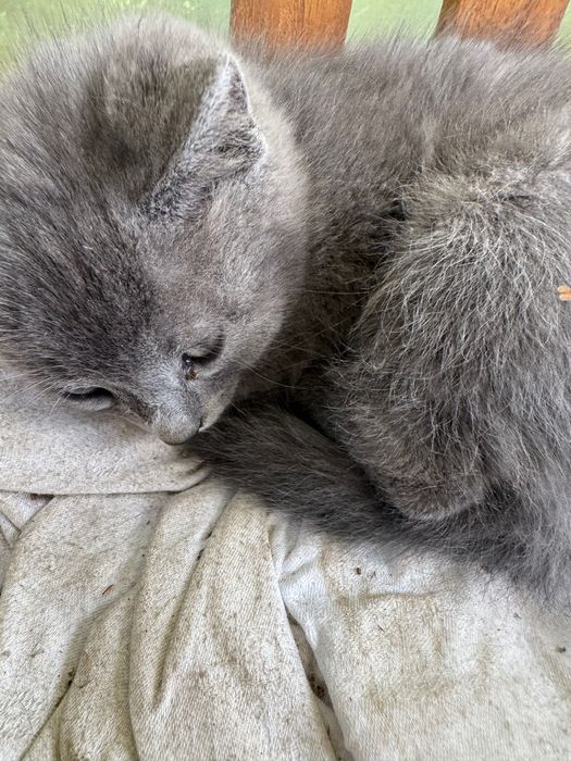 Малки пухчовци търсят нов дом