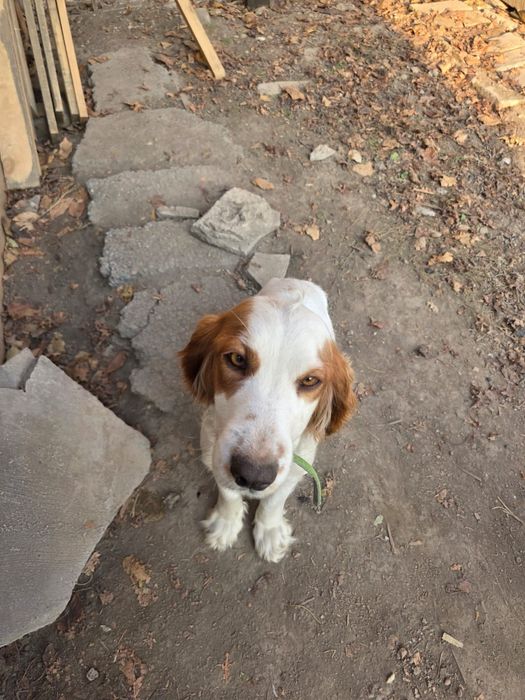 Русский сапиель.