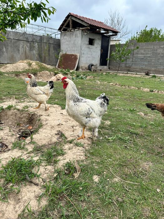 Брама кораздары сатылады срочно