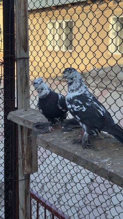 Продаю Бойных Голубей