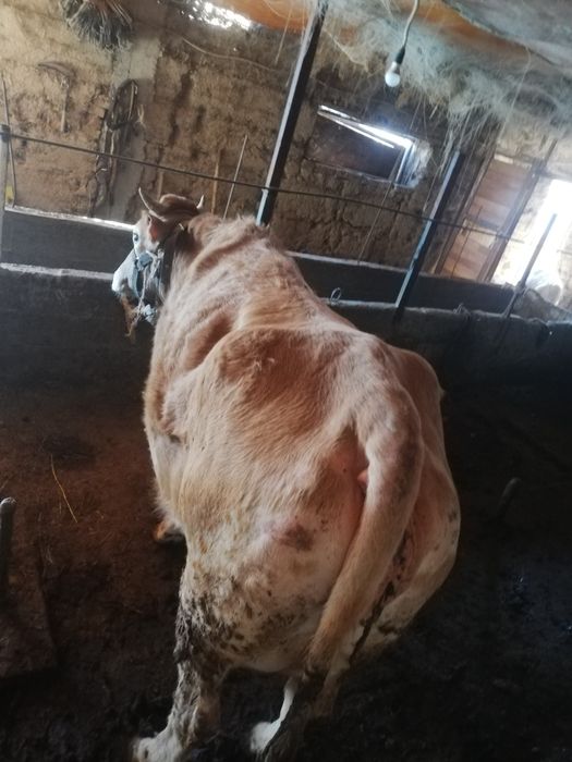 сиыр бұзаулы сатылады