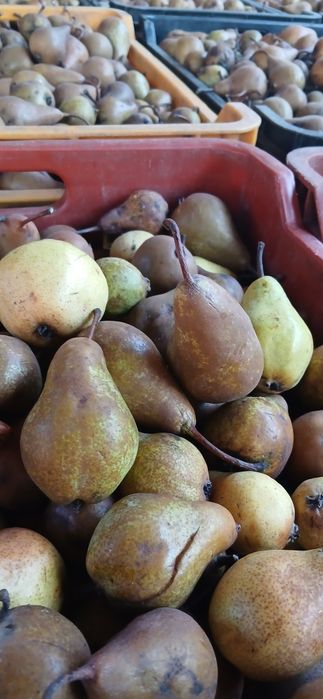 Pere dulce pentru țuică