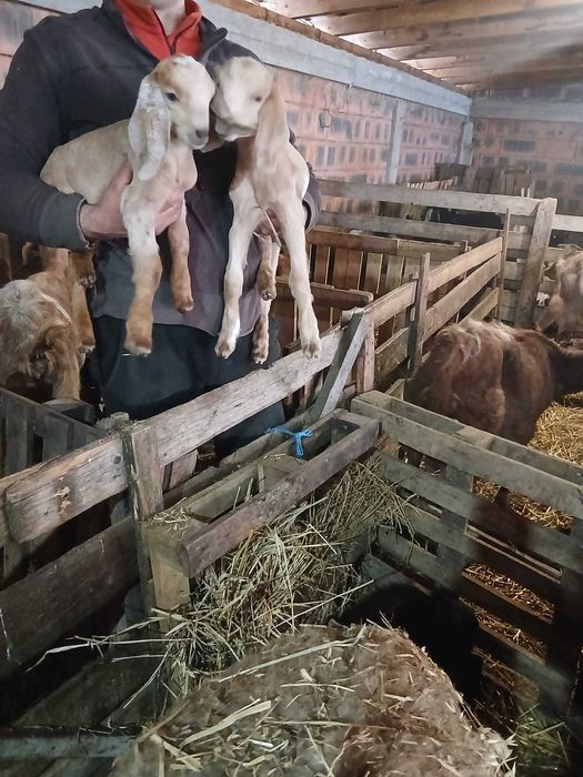 Țapi și iedute anglo-nubieni