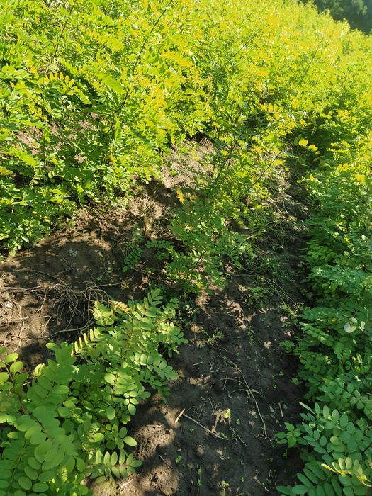 Puieți de salcâm anul 1