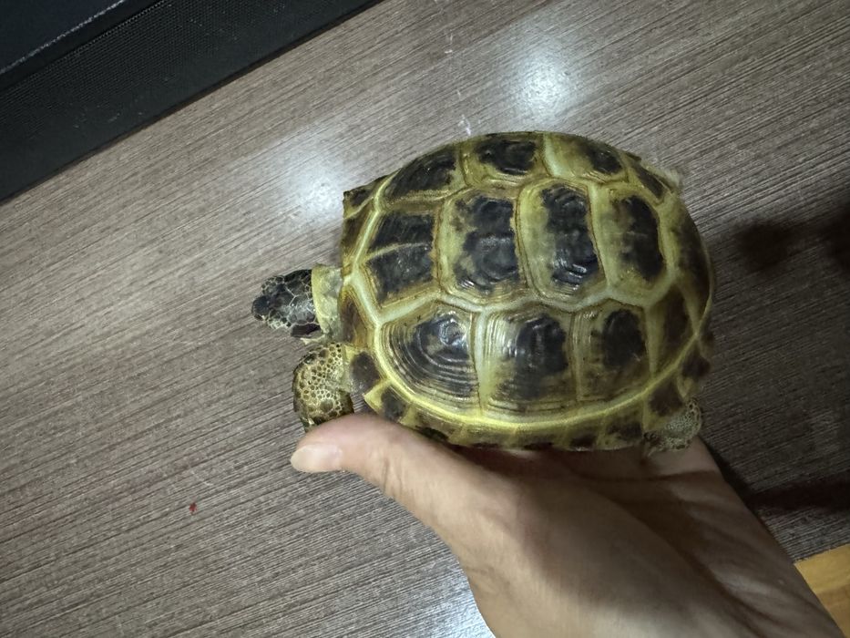 Черепаха сухопутная