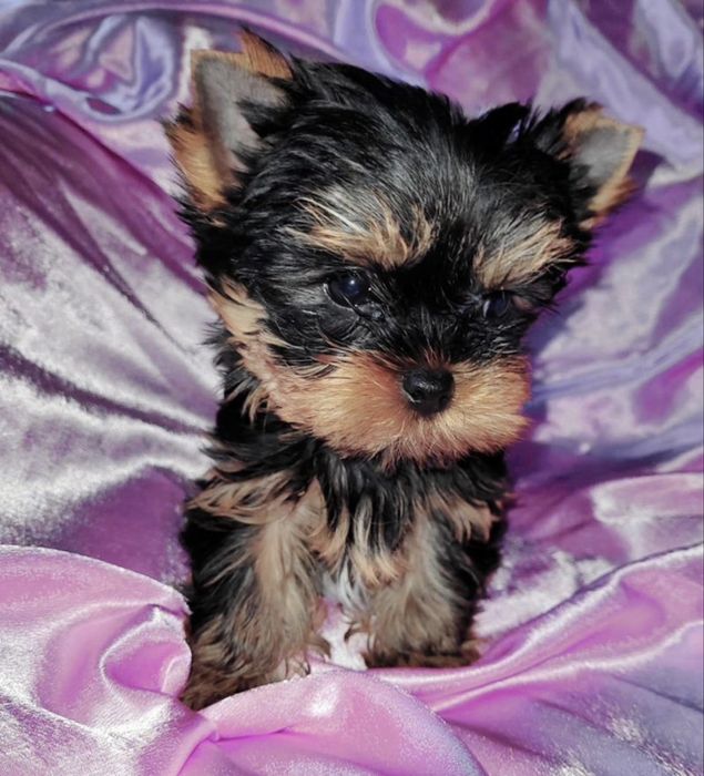 Йоркширский терьер щенки рассрочка