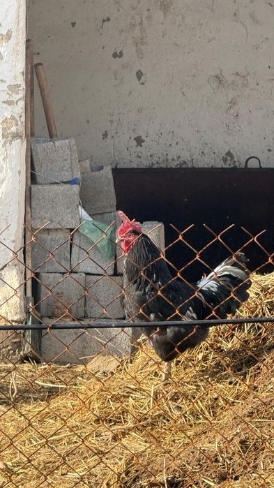 Қораз сатылады екеу