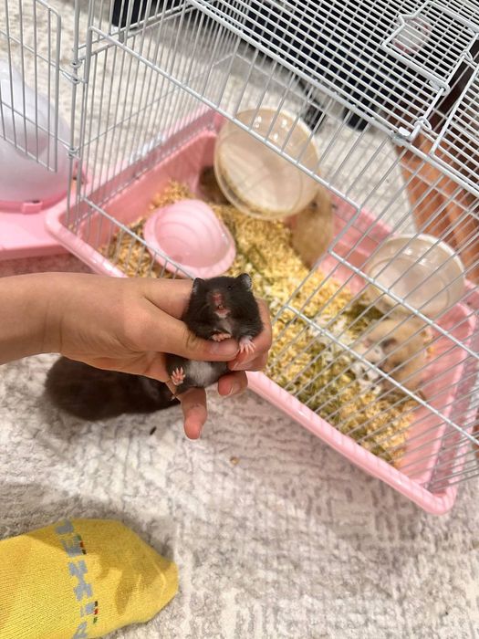 Продаются хомячки сирийские