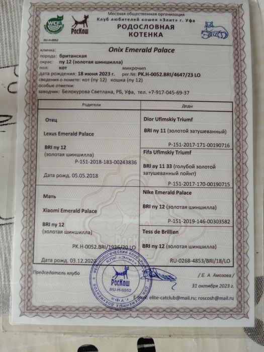 Золотистый Британец ну 12порода