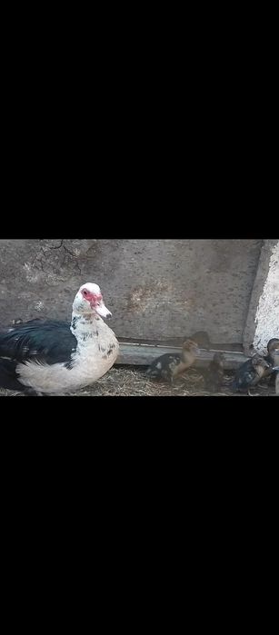 Oʻrdak (Indoutka) zotli . Zoʻr ves beradigan zotli turi .