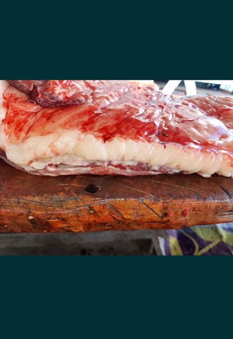 Тай жылқы семиз жықы соғымға