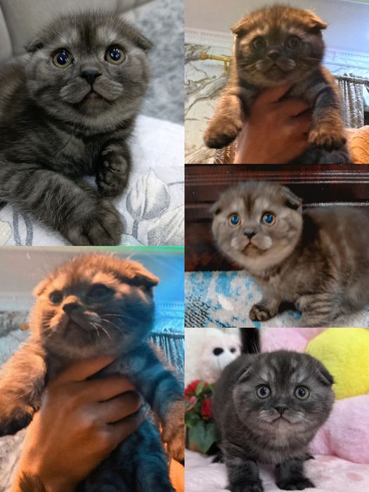 Скоттиш-фолд (2 Oylik) Черный серебристый классический полосатый кот