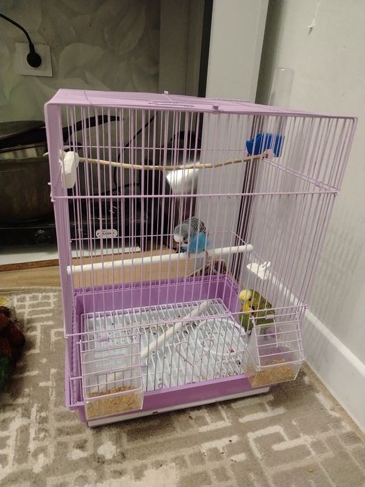 Папугай парымен сатылады