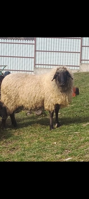 Vând oi carabase, tinere, frumoase, bune de ținut