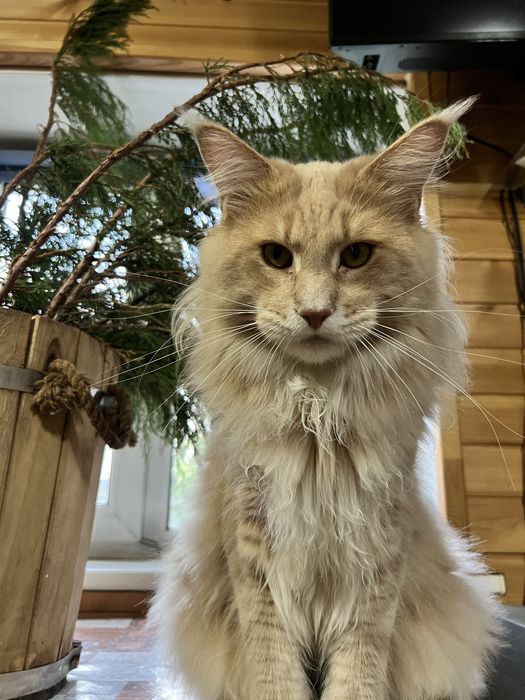 Кот Мейн Кун персиковый