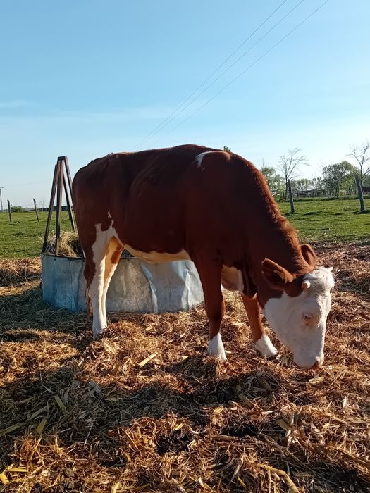 Vand juninca baltata din linie bună de vaci de lapte