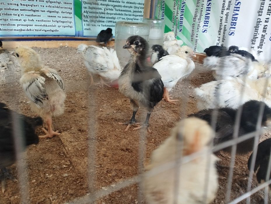 Gigant Jersiy va Adlerskiy Serebriy Zotli Joʻjalar sotuvda.