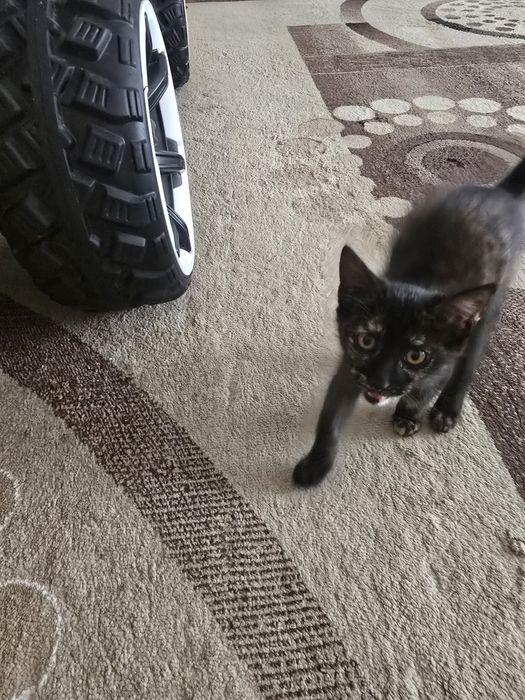 Котёнок  (девочка) в добрые руки
