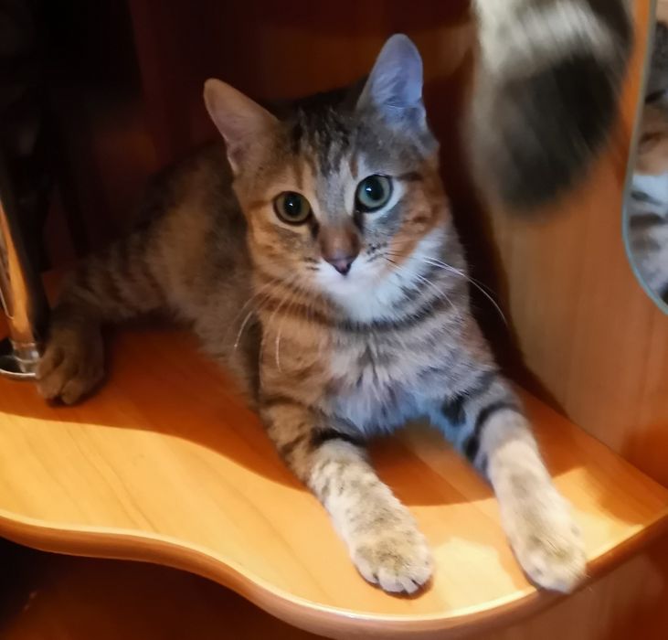 Котенок в добрые руки